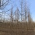 批发银杏树4-5-6-8-10公分白果树工程苗基地直销