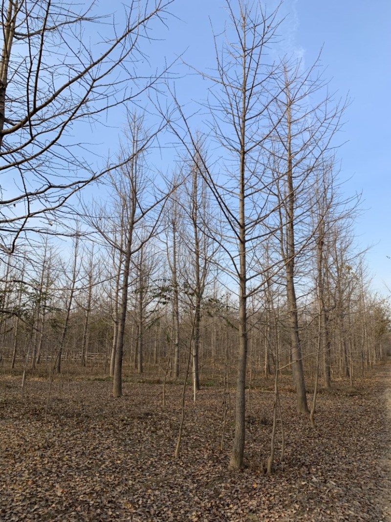 批发银杏树4-5-6-8-10公分白果树工程苗基地直销
