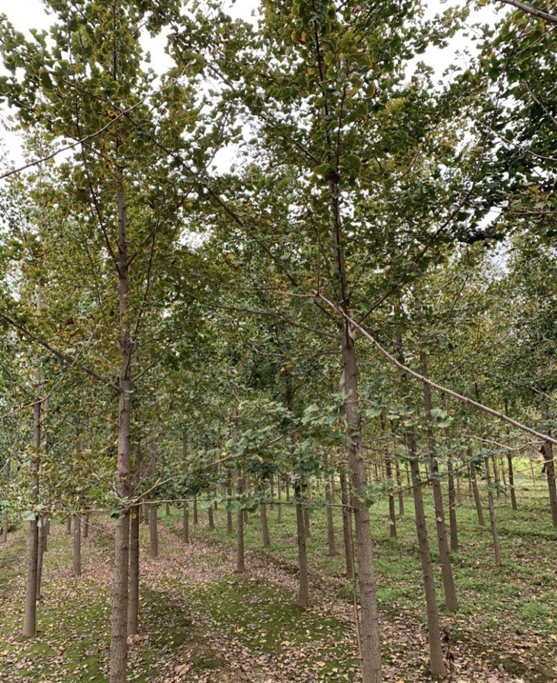 批发银杏树4-5-6-8-10公分白果树工程苗基地直销