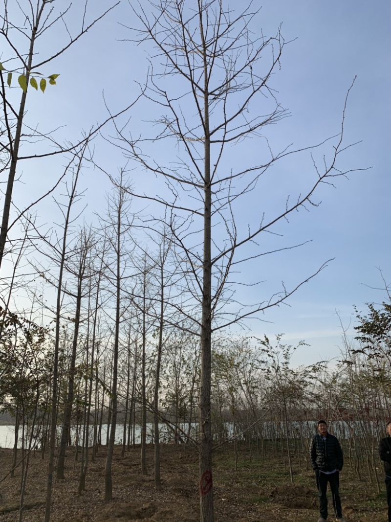 批发银杏树4-5-6-8-10公分白果树工程苗基地直销