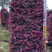 红花檵木球、桩、柱及小苗规格齐全基地直发视频看苗发货。