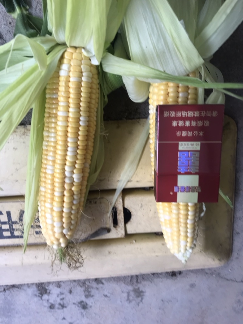 金银668品种玉米