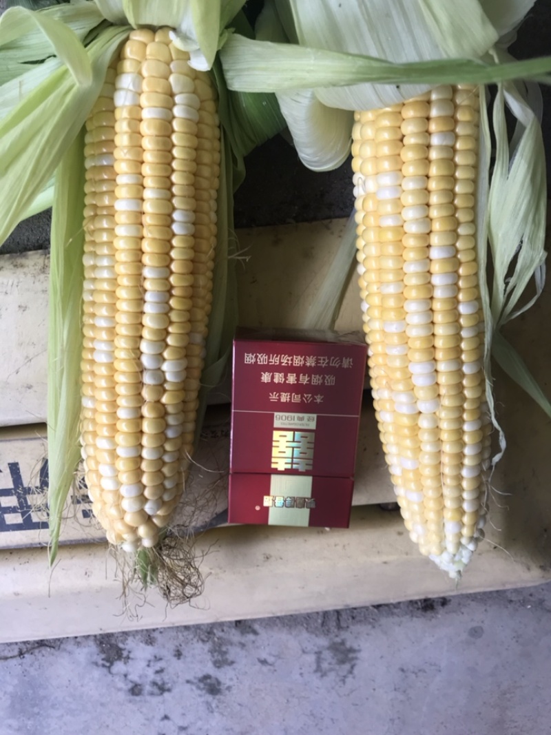 金银668品种玉米