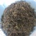 沙棘红茶甘肃西北高原老品种小果能量茶嫩叶精制红茶包邮到家