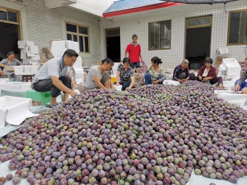 四川五月脆李子上市了。高山基地货、口感咪咪甜、肉质细