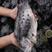 海参斑鱼海鲜批发深海无污染肉质像海参一样香醇的海参斑鱼