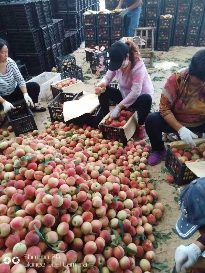 毛桃突围美翠霸王桃品种全市场货电商货日供万斤起