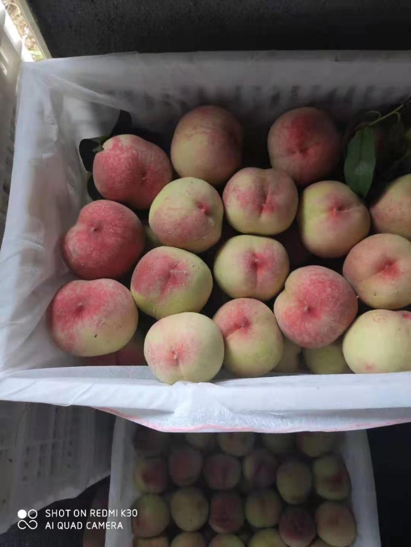 毛桃突围美翠霸王桃品种全市场货电商货日供万斤起
