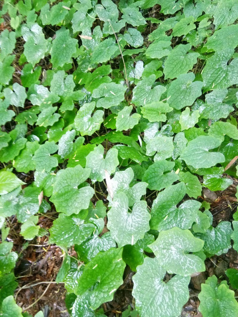 野生药材