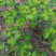 野生药材