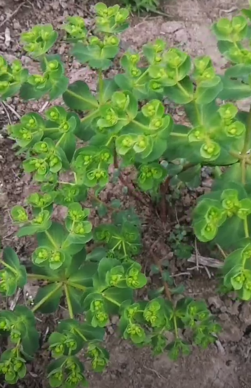 野生药材