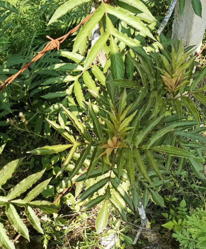 野生药材
