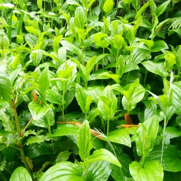 野生药材