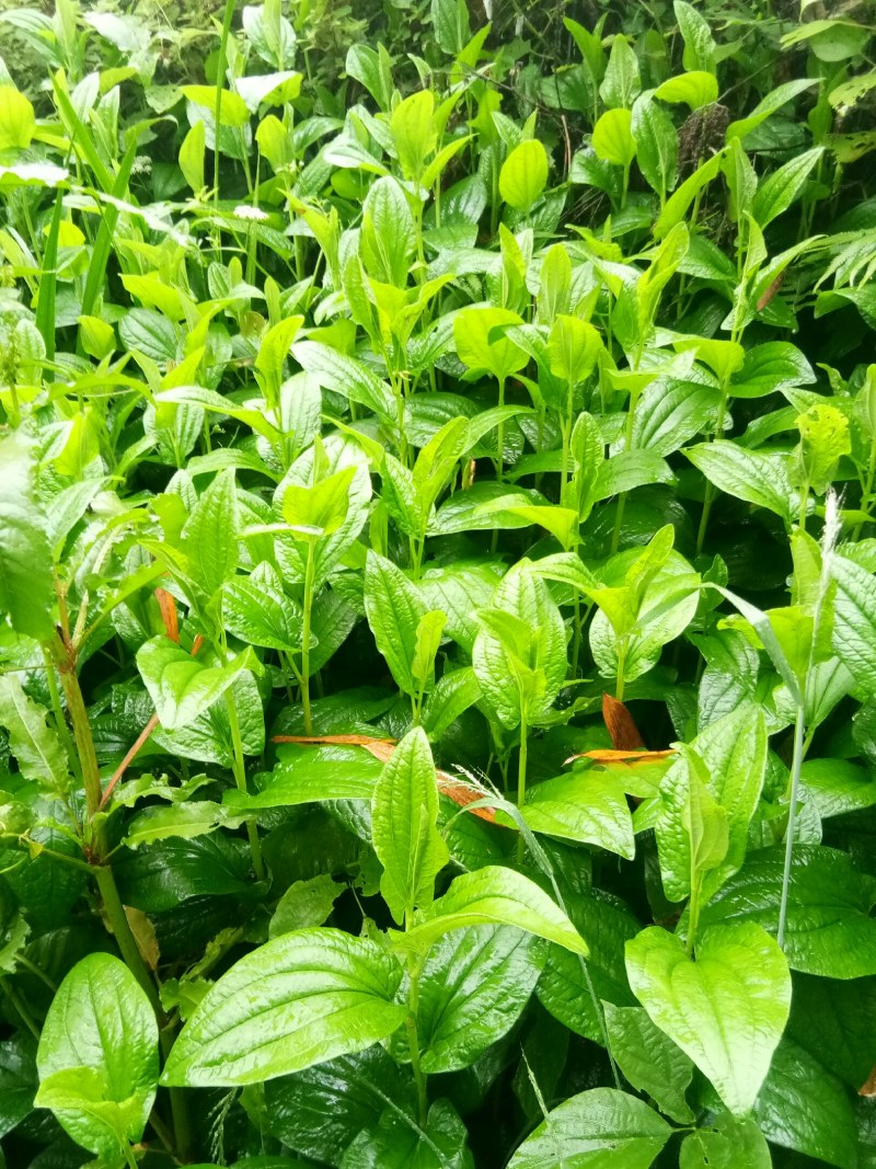 野生药材