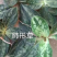 野生药材