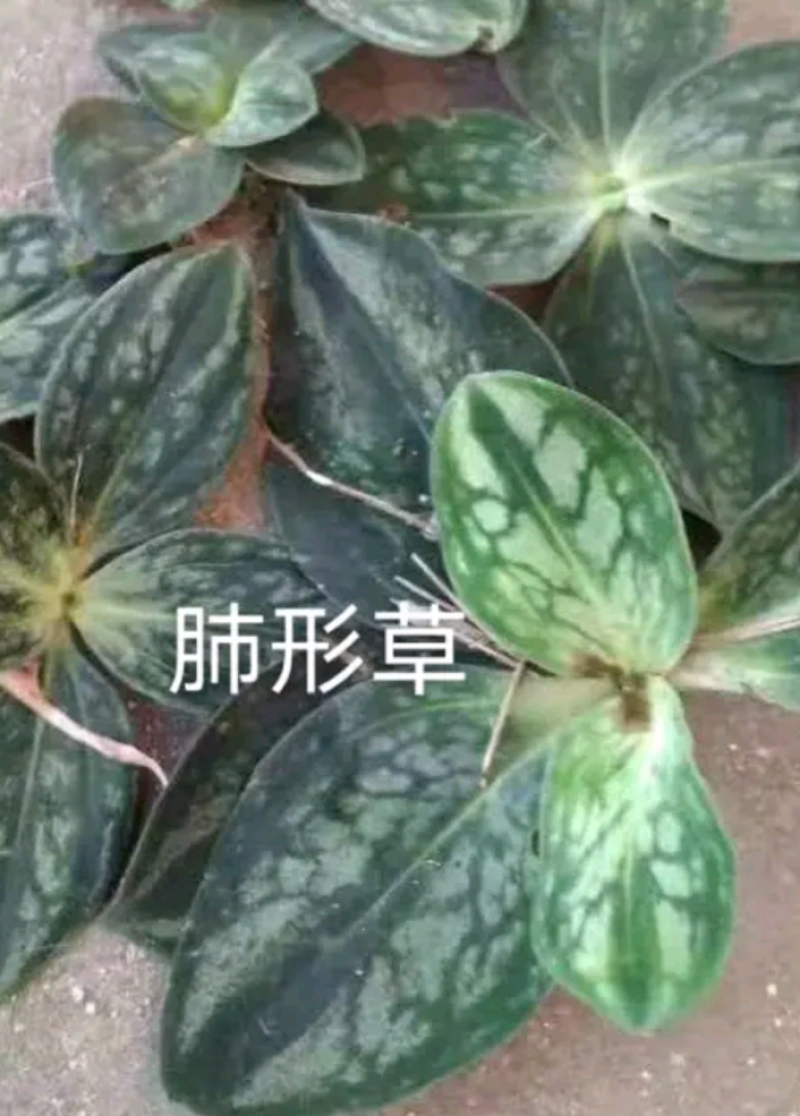 野生药材