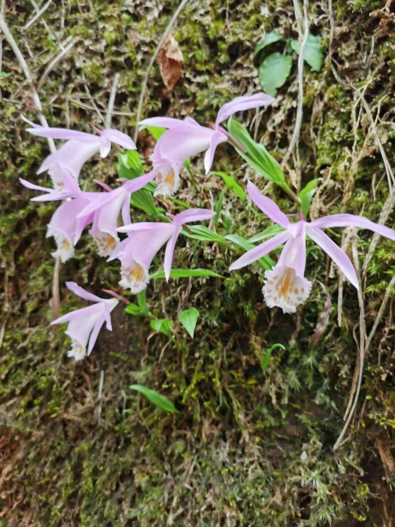 野生药材