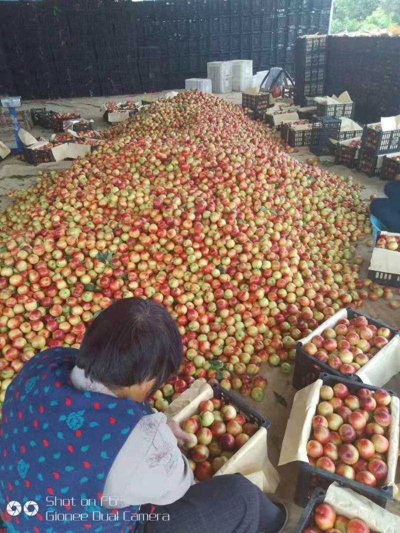 湖北油桃白肉油桃黄肉油桃市场货电商果可日供5万起