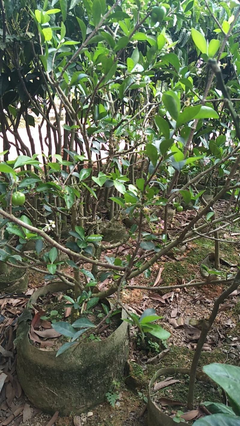 樱桃树苗新品热卖印度针叶樱桃苗果苗一年四季结果树庭院种植