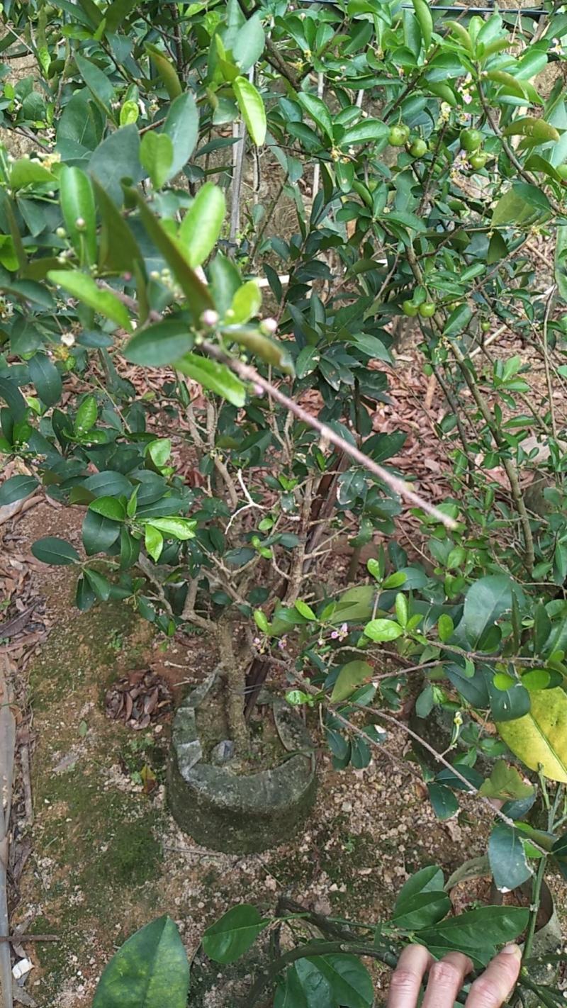 樱桃树苗新品热卖印度针叶樱桃苗果苗一年四季结果树庭院种植