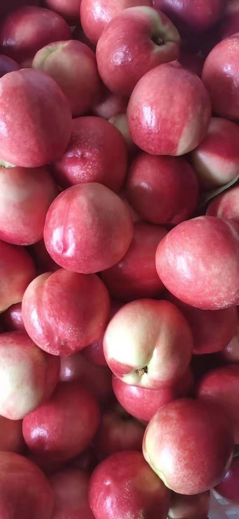 湖北油桃白肉油桃黄肉油桃市场货电商果可日供5万起