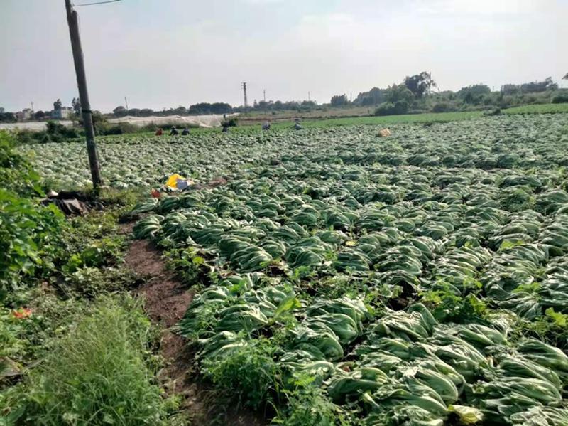 徐闻精品包心芥菜、场地直销、工厂。