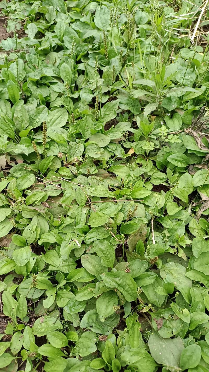 野生车前草，现挖发货，一手货源。