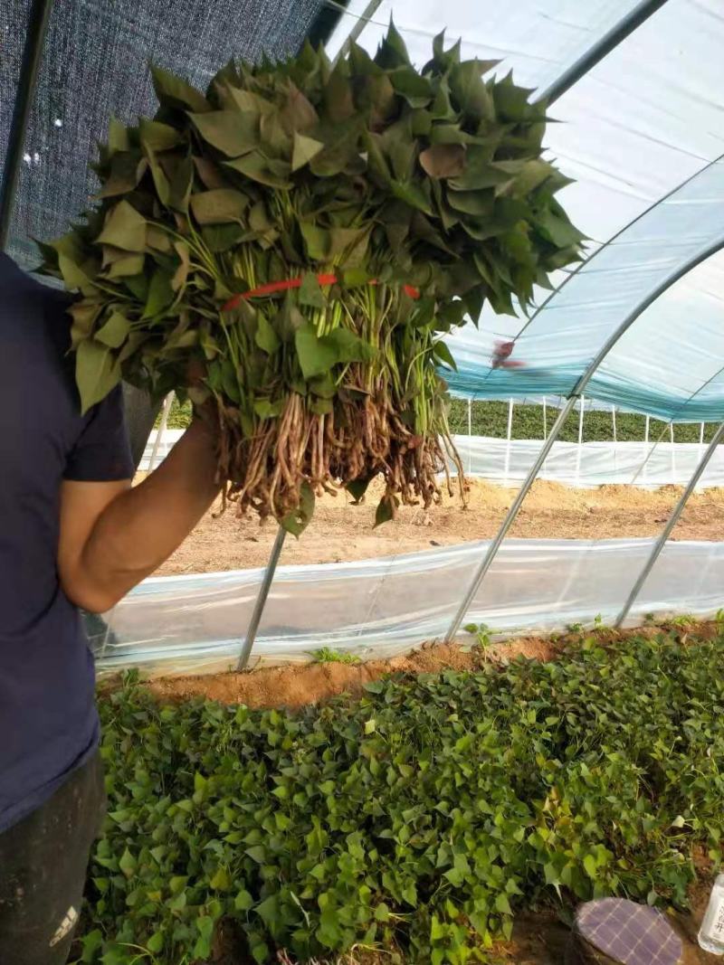真金不怕火炼好货不怕实验