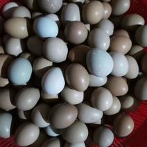 七彩山鸡蛋大量现货需要山鸡蛋的可以
