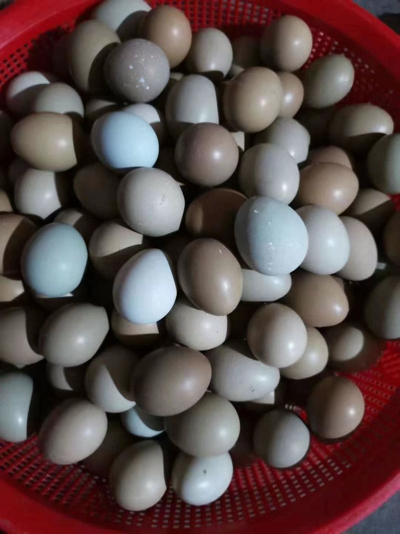 七彩山鸡蛋大量现货需要山鸡蛋的可以下单