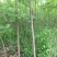 五角枫小苗清地处理，量大从优，价格便宜，