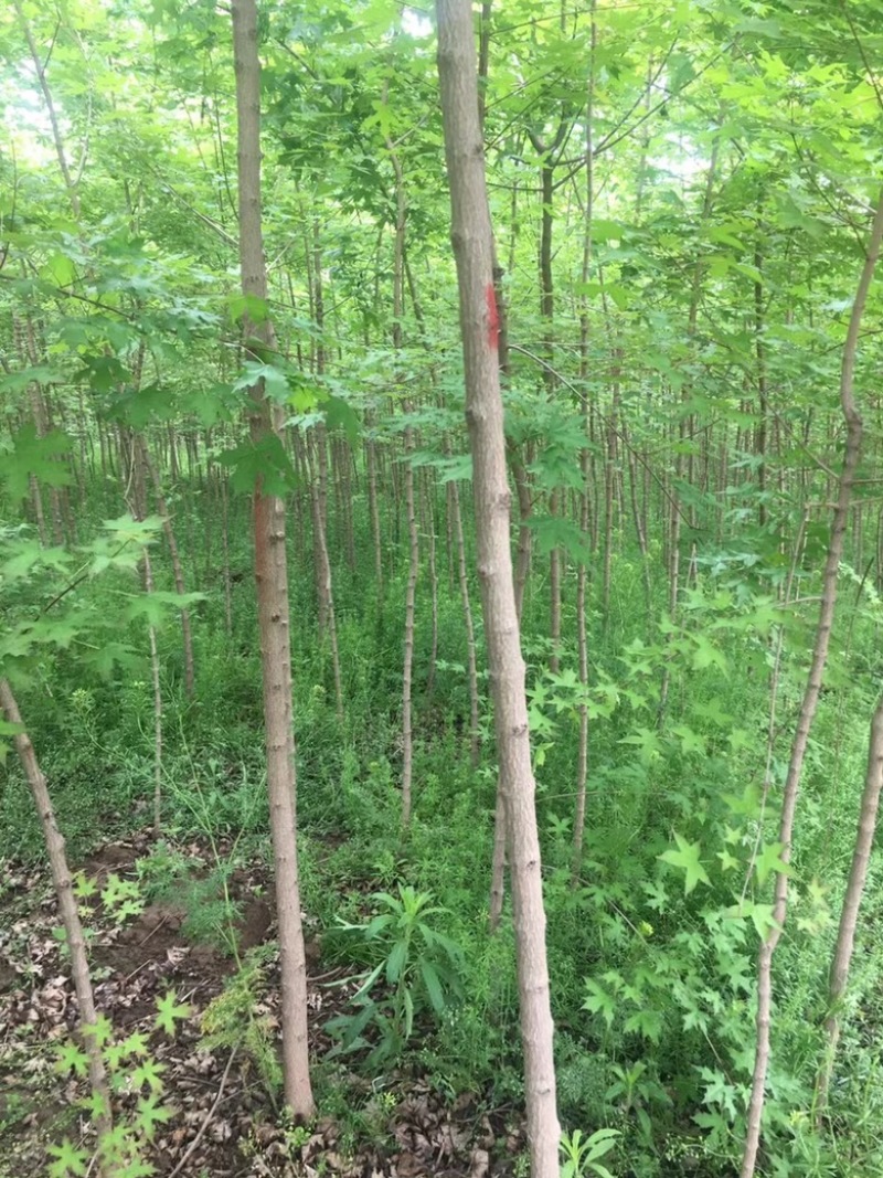 五角枫小苗清地处理，量大从优，价格便宜，