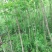 五角枫小苗清地处理，量大从优，价格便宜，