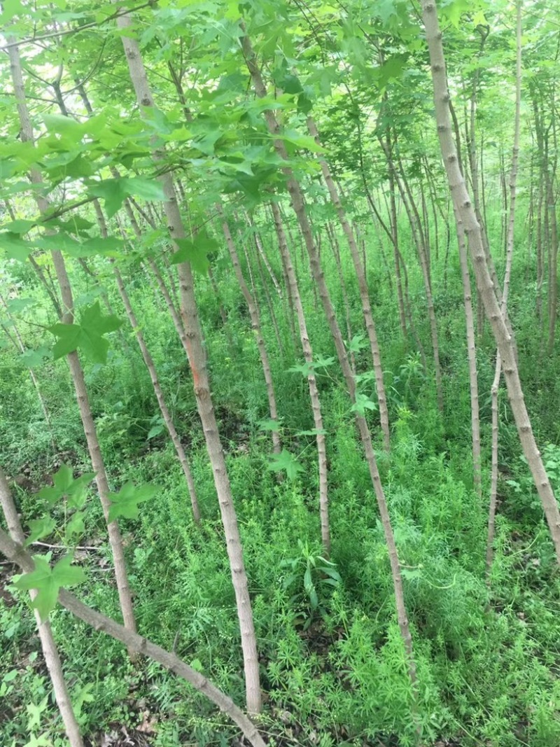 五角枫小苗清地处理，量大从优，价格便宜，