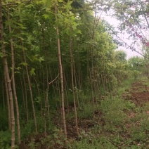 五角枫小苗清地处理，量大从优，价格便宜，