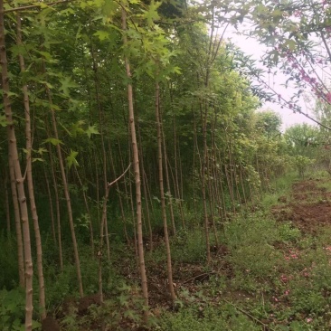 五角枫小苗清地处理，量大从优，价格便宜，