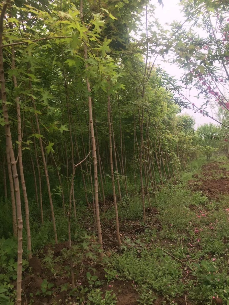 五角枫小苗清地处理，量大从优，价格便宜，