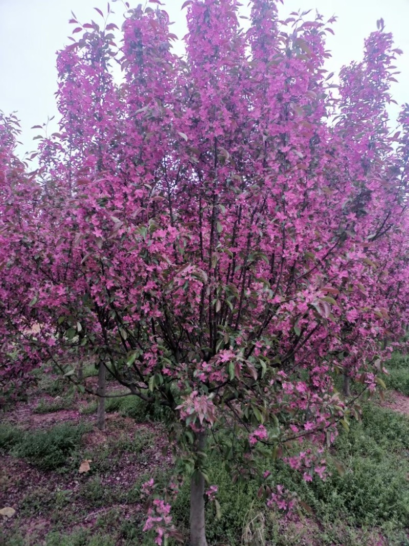 北美海棠，绚丽海棠，东红海棠，基地直发，价格不贵