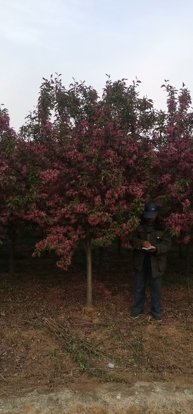 北美海棠，绚丽海棠，东红海棠，基地直发，价格不贵