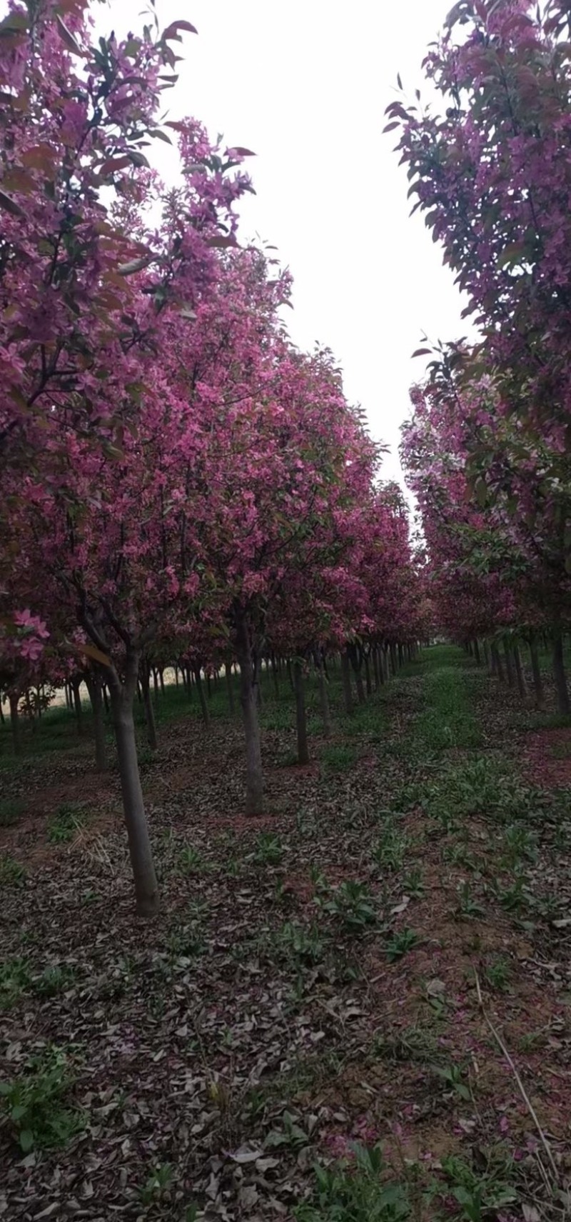 北美海棠，绚丽海棠，东红海棠，基地直发，价格不贵