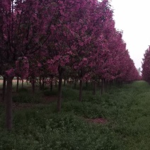 北美海棠，绚丽海棠，东红海棠，基地直发，价格不贵