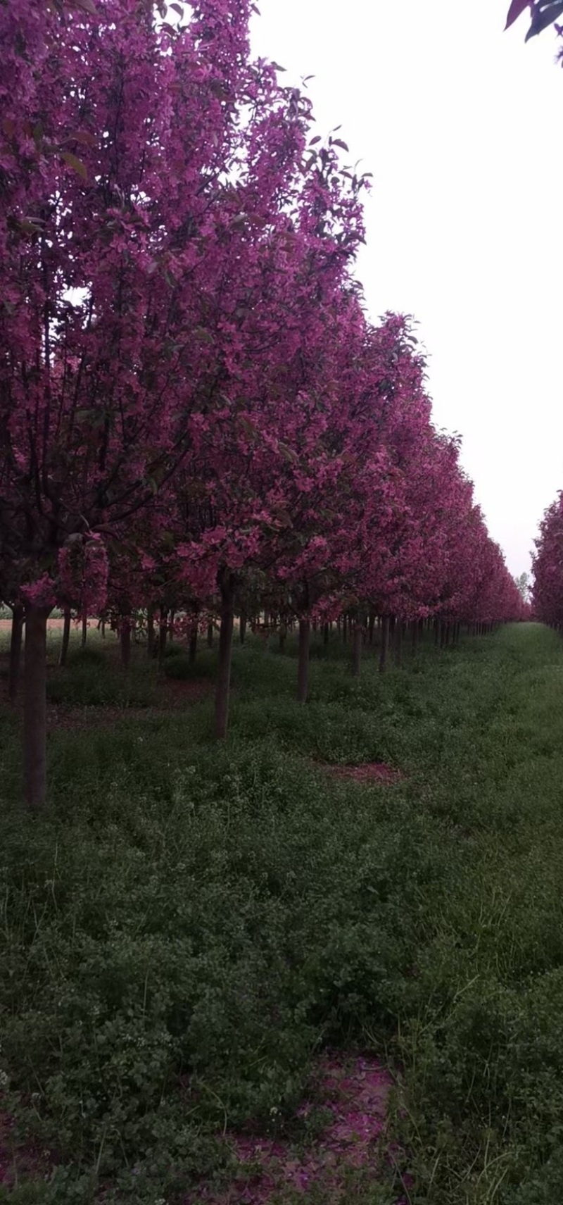 北美海棠，绚丽海棠，东红海棠，基地直发，价格不贵