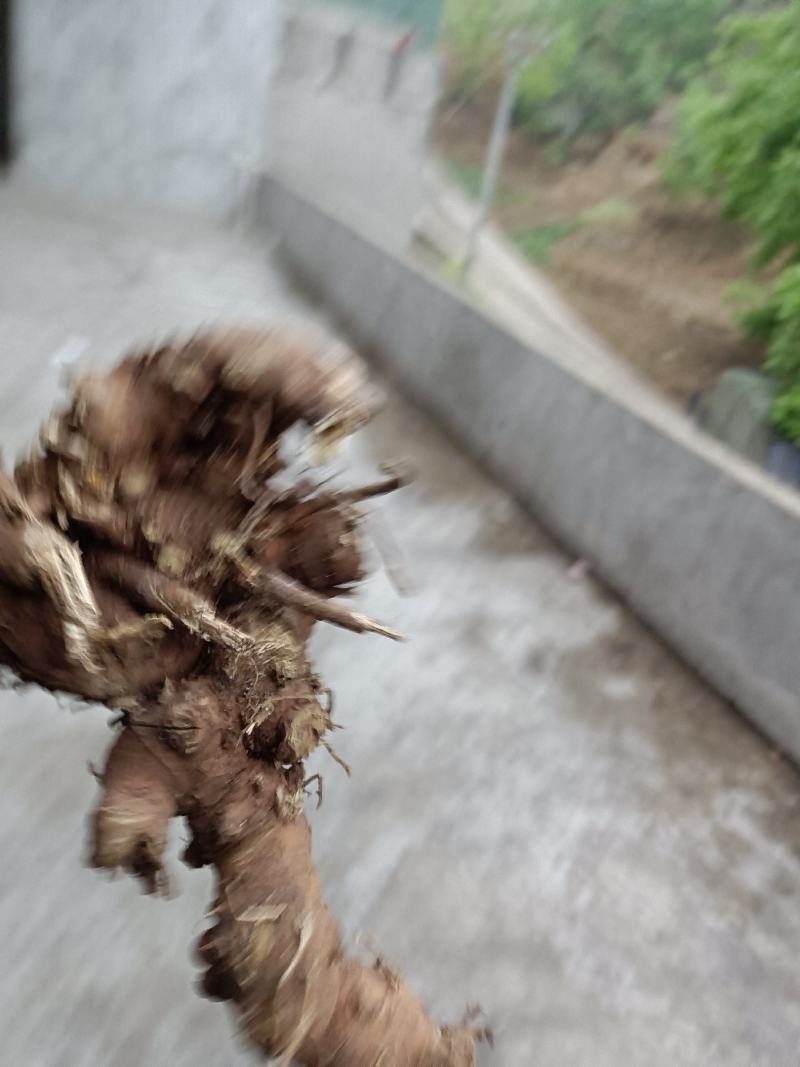 升麻