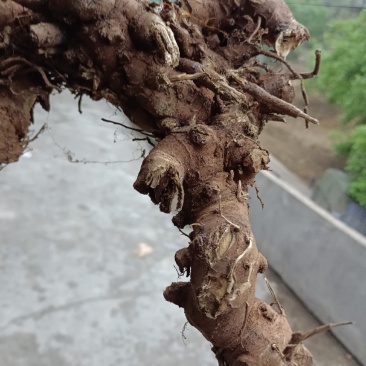 升麻