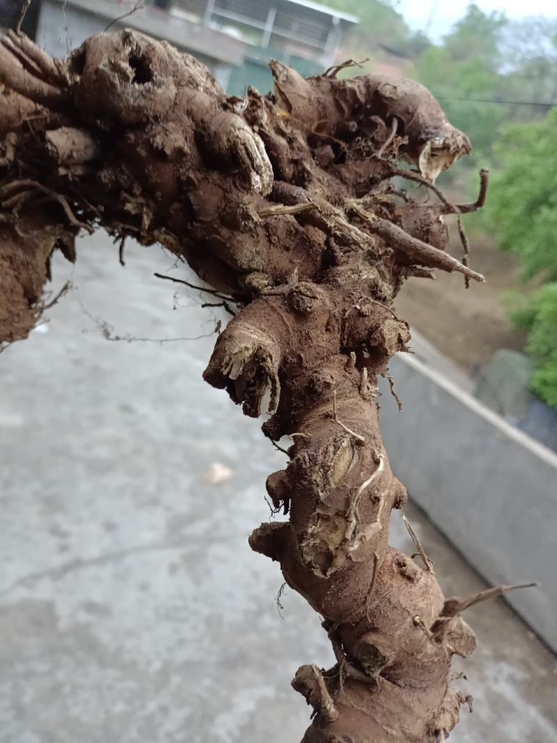 升麻