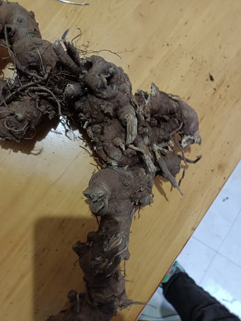 升麻