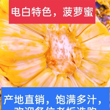 电白菠萝蜜，产地直销，欢迎老板来电，青皮，果随圆