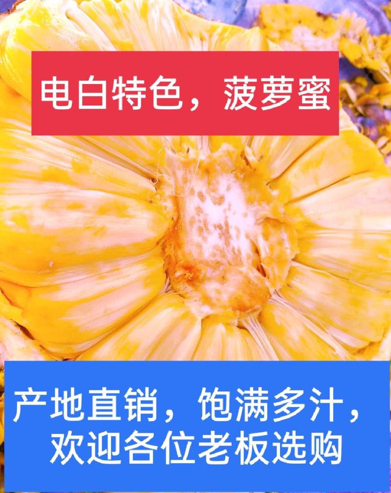 电白菠萝蜜，产地直销，欢迎老板来电，青皮，果随圆