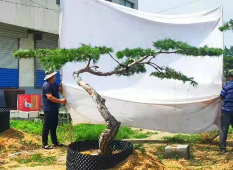 精品造型松15公分18公分20公分造型黑松工程树