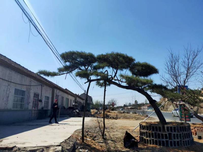 精品造型松15公分18公分20公分造型黑松工程树